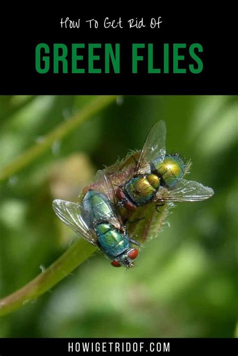 how to kill green flies